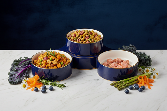 The Complete Guide to Dog Nutrition: What to Feed Your Companion at Every Life Stage