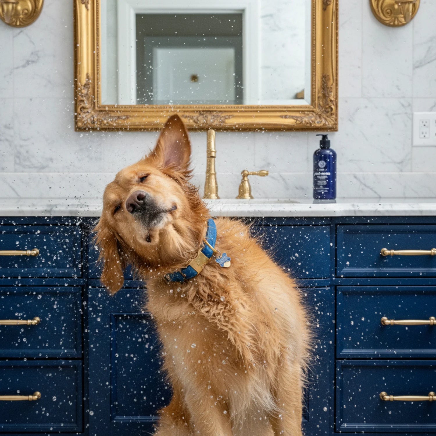 A happy golden retriever wearing a stylish, vibrant leather collar against a blurred, sunlit park background.