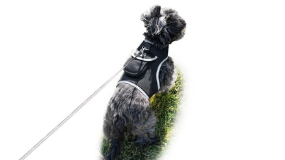 Purrfect Pet Kingdom Reflective Dog Harness for Safety Purrfect Pet Kingdom