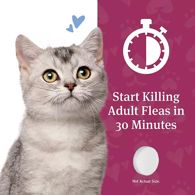 PetArmor CapAction Oral Flea Treatment for Cats - Purrfect Pet Kingdom