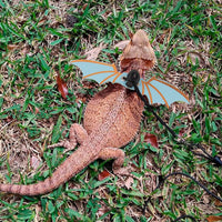 Bearded Dragon harness