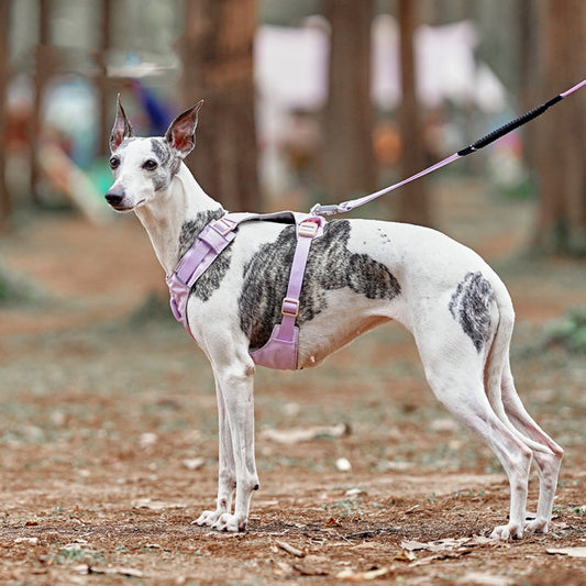 Dog Chest And Back Hand Holding Rope Walking Young Medium