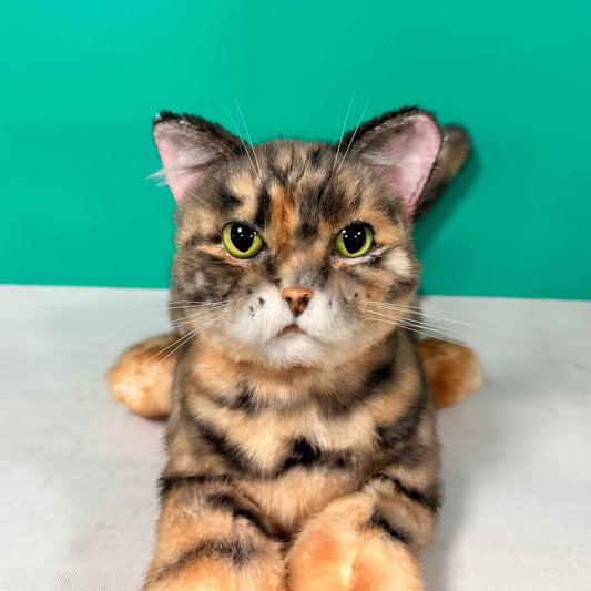 Plush Siamese Shorthair Cat Order to Make