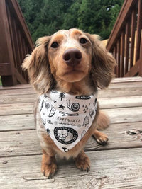 Dog Bandana Adventure Outdoor Pet Scarf Hiking