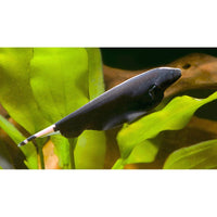 Black Ghost Knifefish