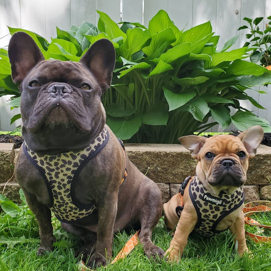 Wild Thing Reversible Harness - Reversible Harness - Pawmigo