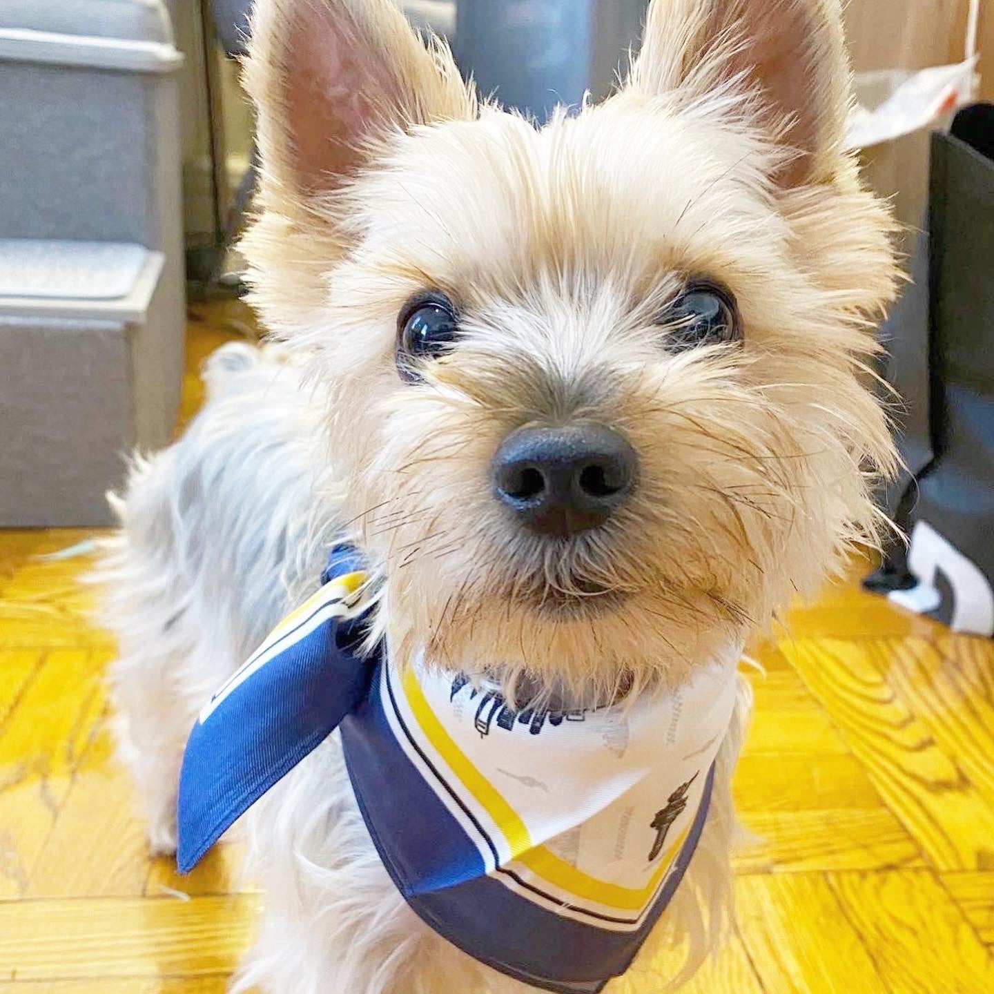 Erin 100% Silk Twill Dog Scarf, or Bandana