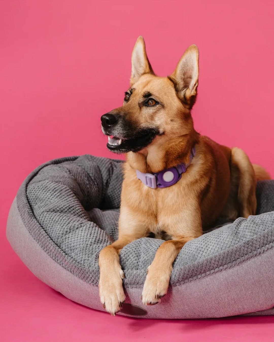 Chester & Lee Plush Furry Bagel Dog Bed for Calming Comfort