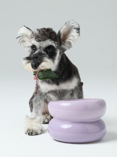 Small Schnauzer dog next to a glossy Imperial Purple ceramic ergonomic pet bowl by Purrfect Pet Kingdom.