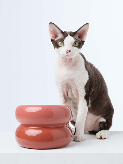 Ergonomic Elevated Pet Bowl for Healthy Daily Meal Feeding
