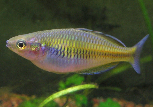 Boesemani rainbowfish