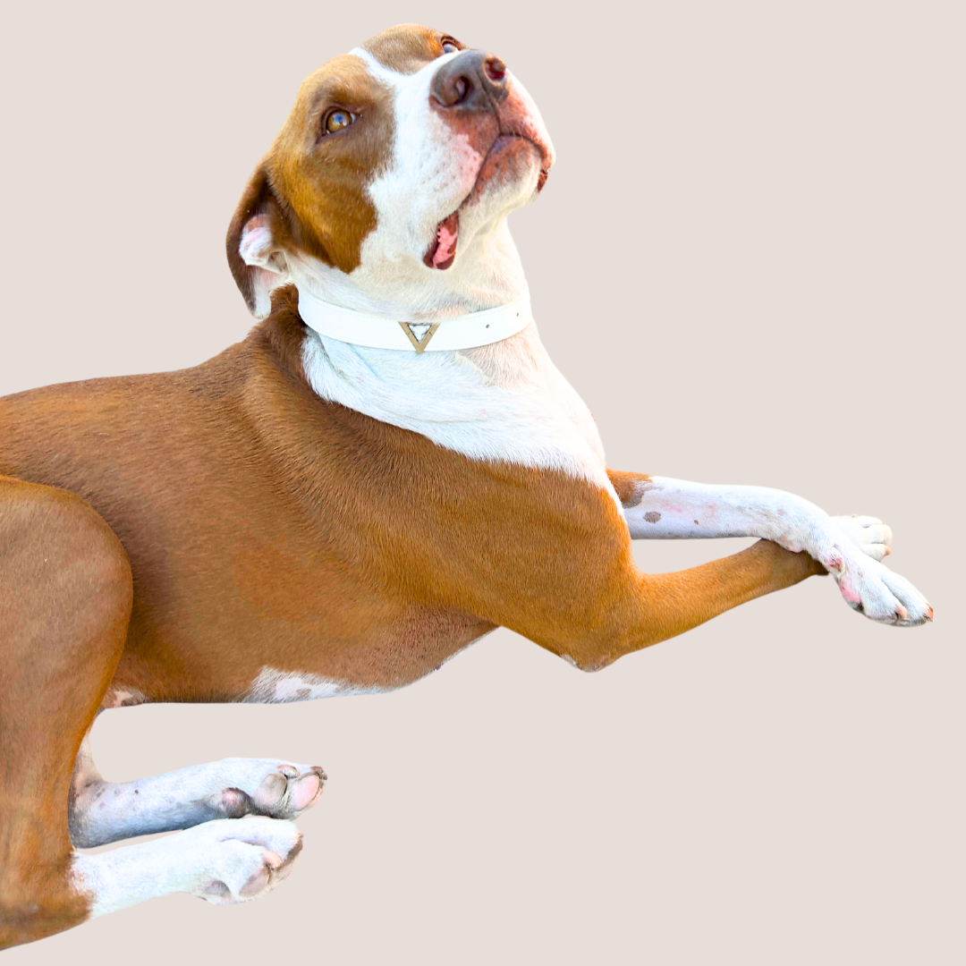 Starlight Howl Collar Charm Set - Purrfect Pet Kingdom