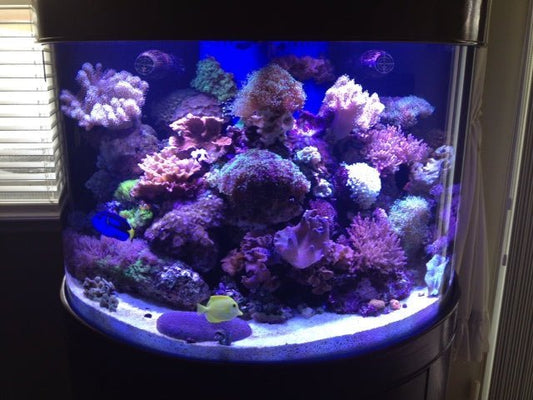 180 Gallon Half Cylinder Glass Reef-Ready Aquarium Set in Unstained Wood Furniture