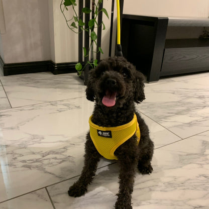 Small black dog wearing an Estely Durable Pawsitive yellow mesh harness and matching leash set on a marble floor.