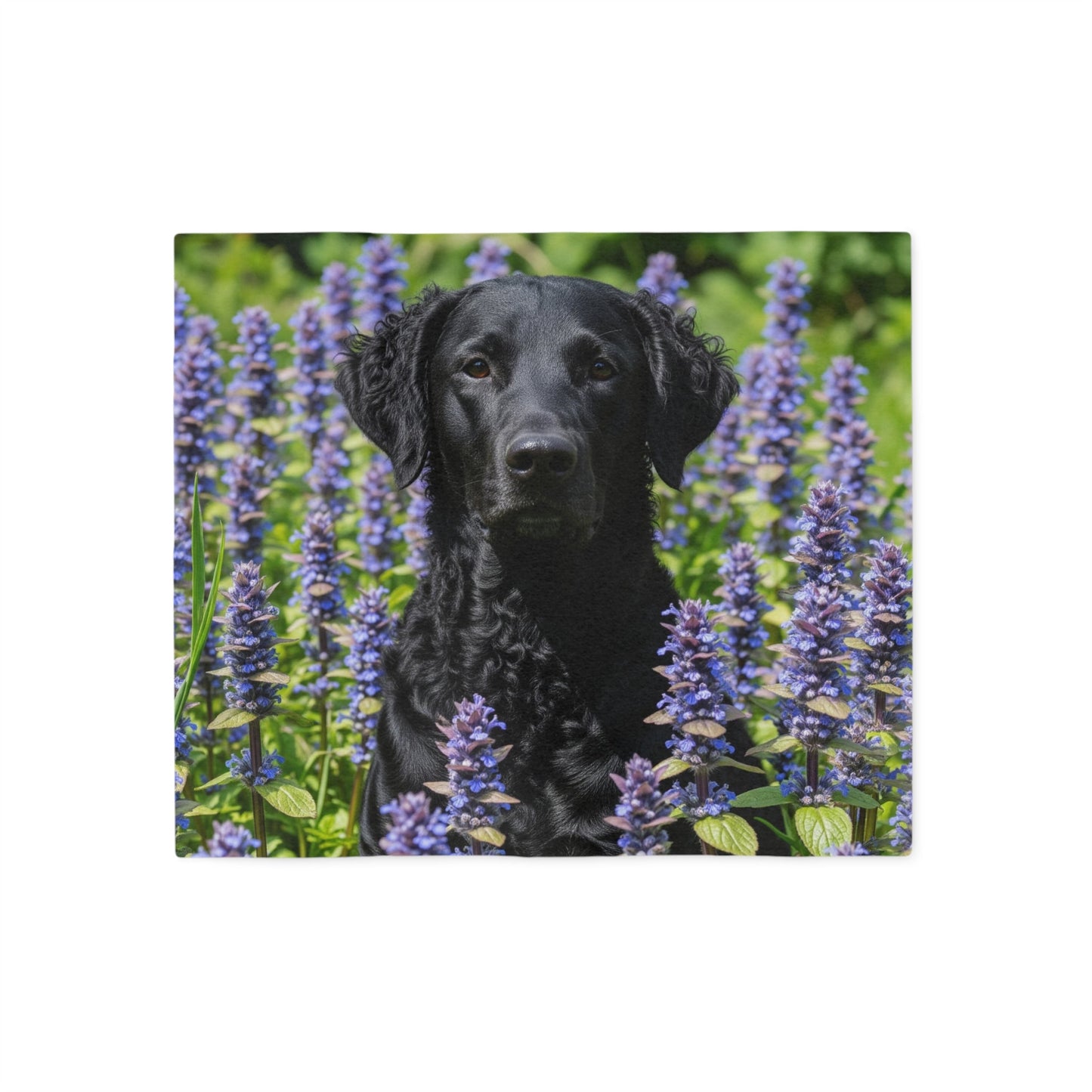 Curly Coated Retriever Sweatshirt Blanket