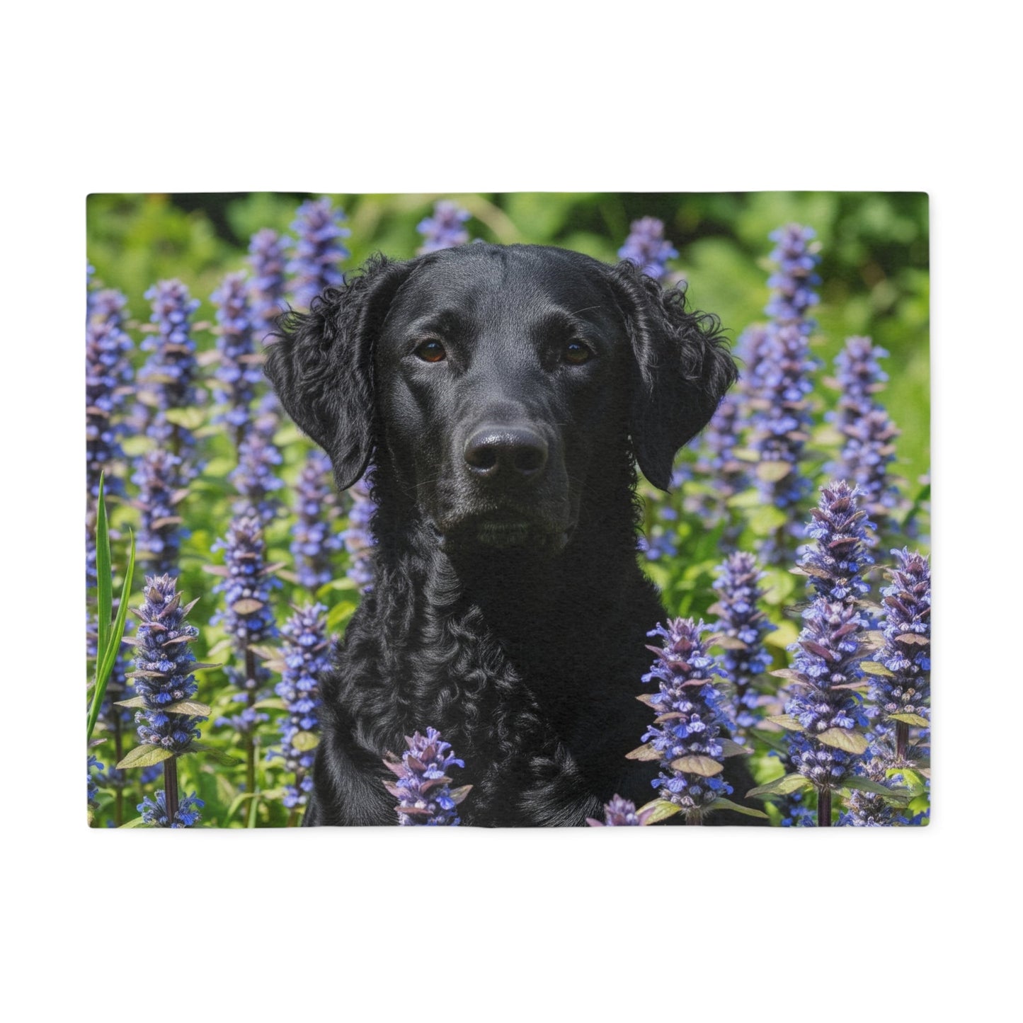 Curly Coated Retriever Sweatshirt Blanket