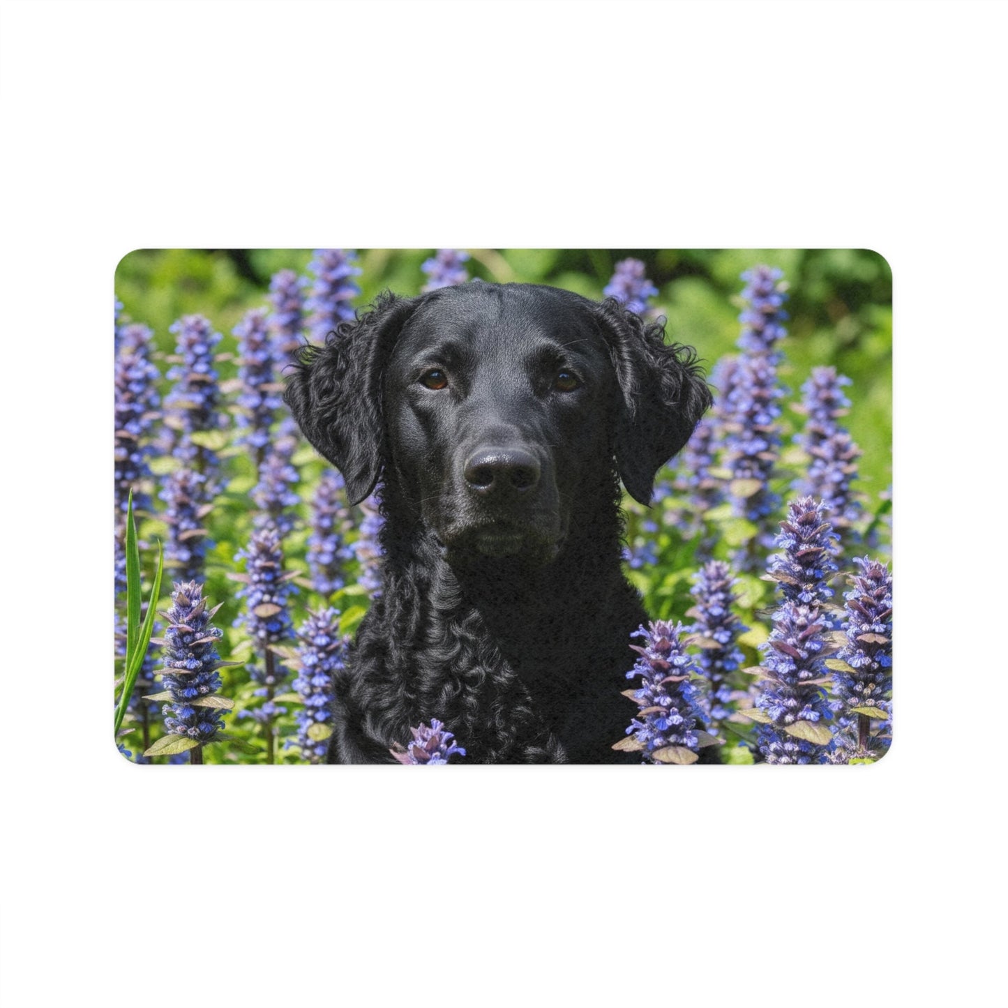 Pet Food Mat (12x18) - Curly Coated Retriever