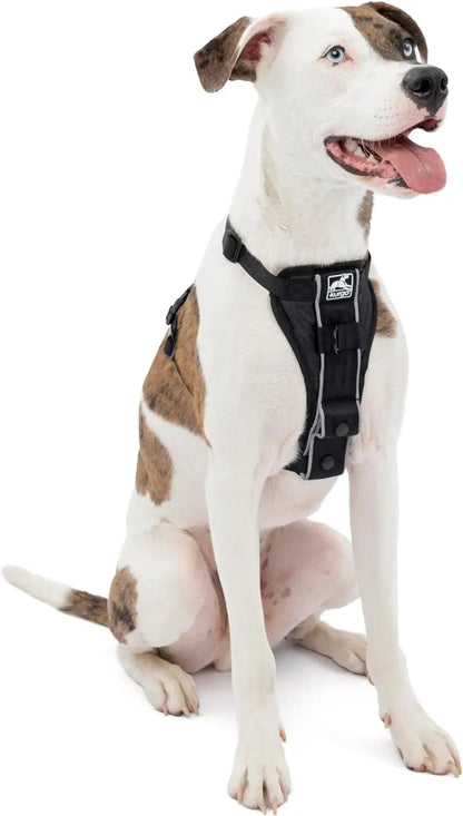 Black padded K9 Outdoors Tru-Fit dog harness with adjustable nylon straps and reflective trim on a white dog.