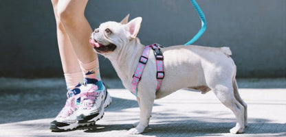 Shaped Chest Strap Can Protect The Tracheal Vest Type Pet