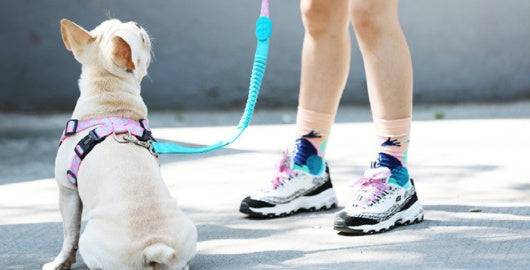 Shaped Chest Strap Can Protect The Tracheal Vest Type Pet