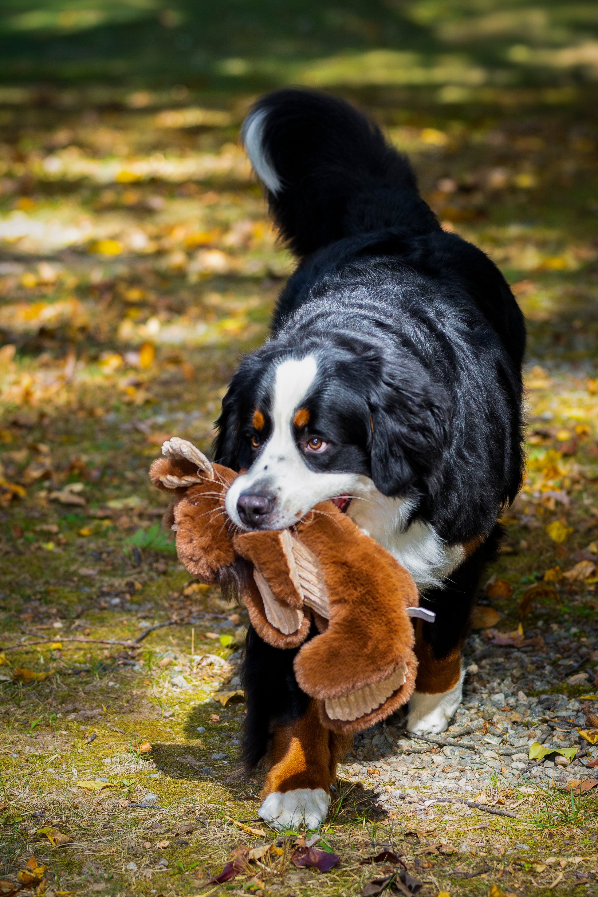 Dog Toy Maple Moose X-Brace Durable Plush Toy for Daily Use - gallery product image for dog toy