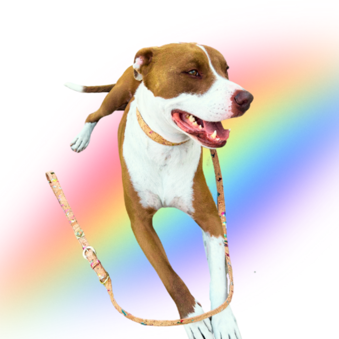 Rainbow Pride Cork Leather Leash - Purrfect Pet Kingdom