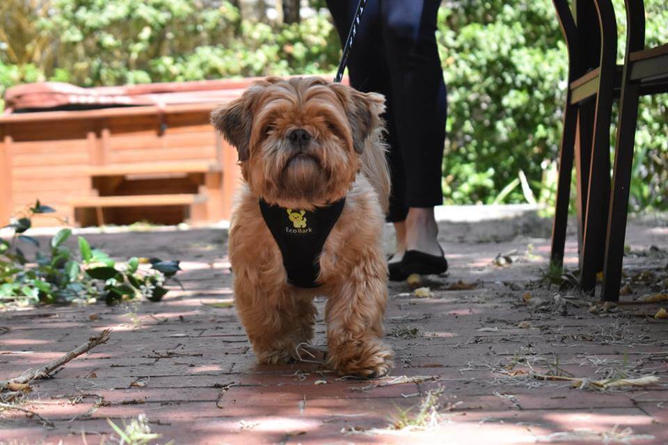 Eco Style Dog Leash for Daily Walks for Royal Pet Homes - Dog Leash view 19 from Purrfect Pet Kingdom