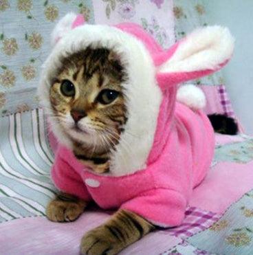Cute Rabbit Hooded Cat Costume