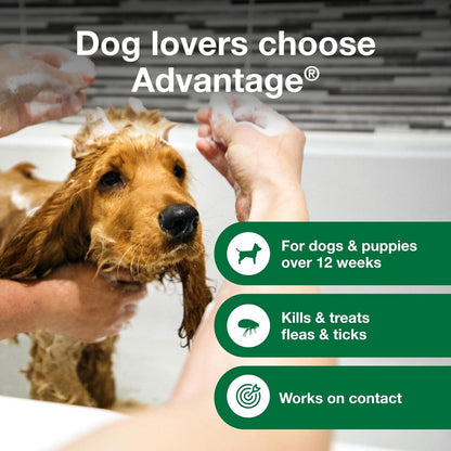Flea And Tick Shampoo Dogs Puppies 12 Oz 🛁