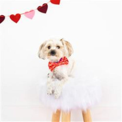 Valentine's Woof You Dog Bowtie, XS/S