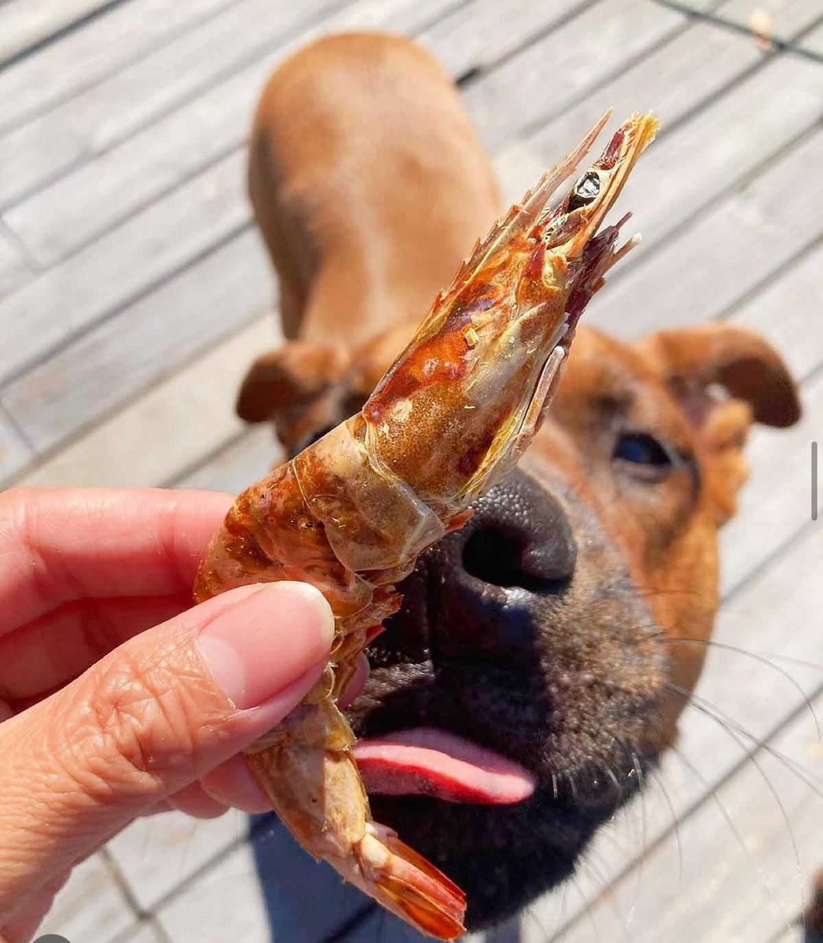 Purrfect Kingdom™ - Natural Shrimp Reward Training Treat