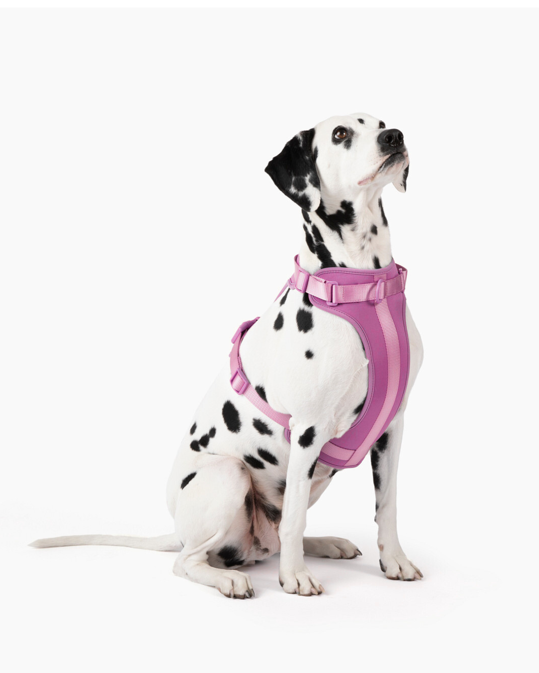 Harness - Pet Collars & Harnesses - Come Here Buddy