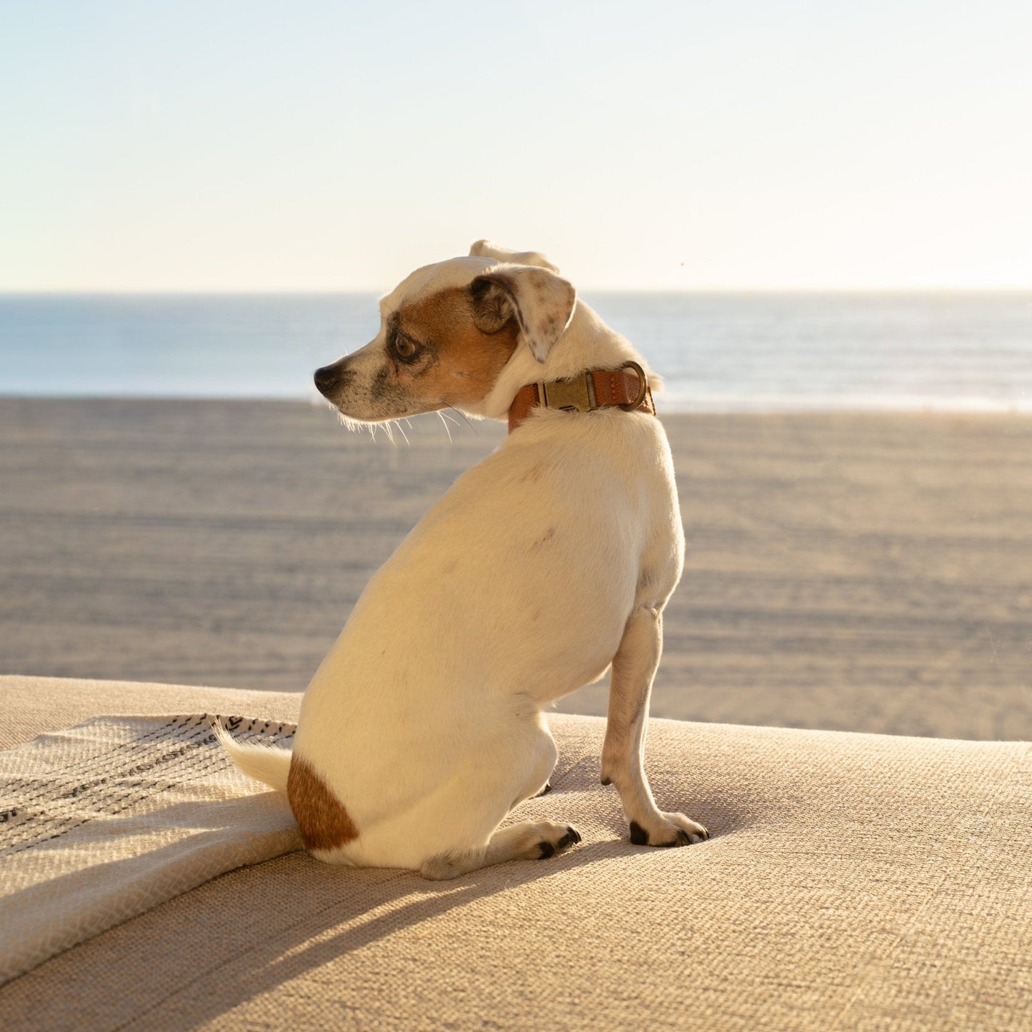 Tilley + Me Hemp Cotton Dog Collar – Durable, Adjustable,