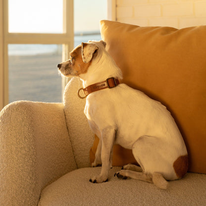 Tilley + Me Hemp Cotton Dog Collar – Durable, Adjustable,