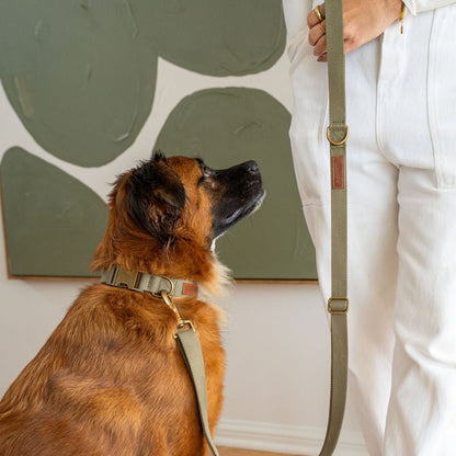 Tilley + Me Hemp Cotton Dog Collar – Durable, Adjustable,