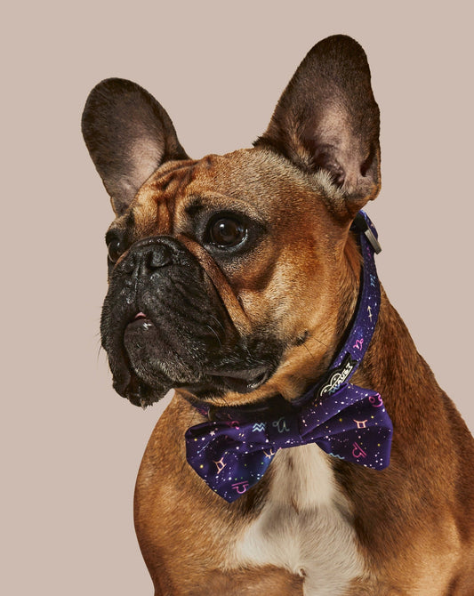 Zodiac Drip Dog Collar & Bowtie