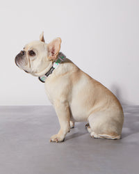 Matcha Sugar Level Dog Collar