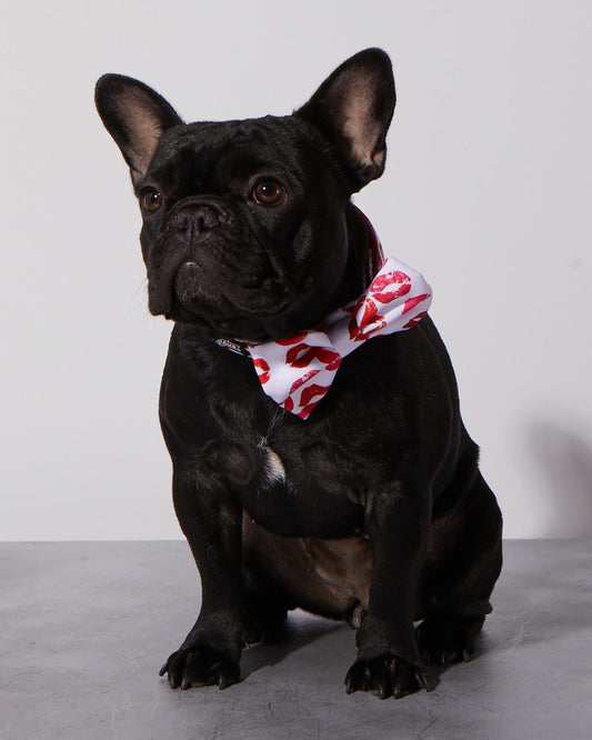 Smooch My Pooch Dog Collar & Bowtie