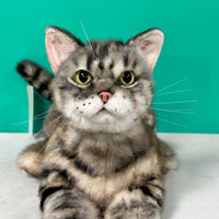 Plush American Shorthair Order to Make