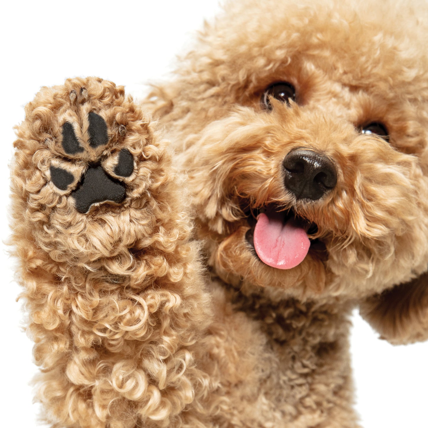 Organic Soothing Paw and Nose Balm for Healthy Dog Skin 60g