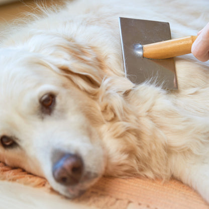 A golden retriever being brushed with a wooden slicker brush for shed control and coat grooming.