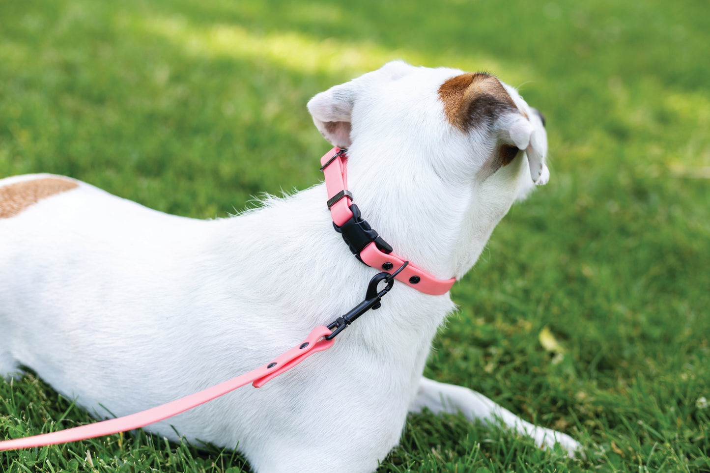 Waterproof Coral Reef Super Soft PVC Dog Collar - Dog Harnesses - Euro - Dog Collars and Leads