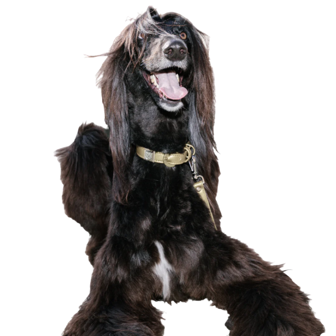 Champagne Gold Cactus Collar - Purrfect Pet Kingdom