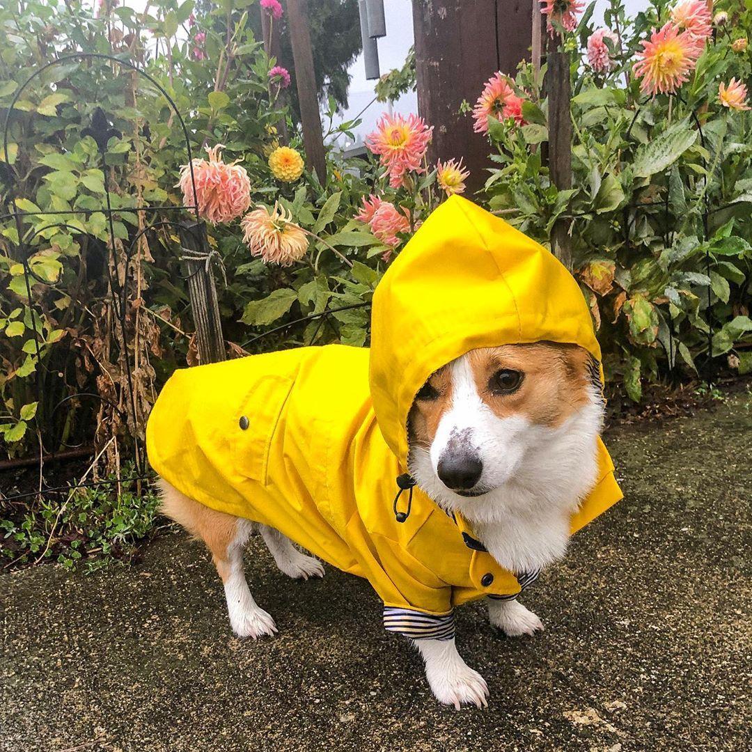 Dog Raincoat – Yellow Hooded Jacket with Storage Pockets