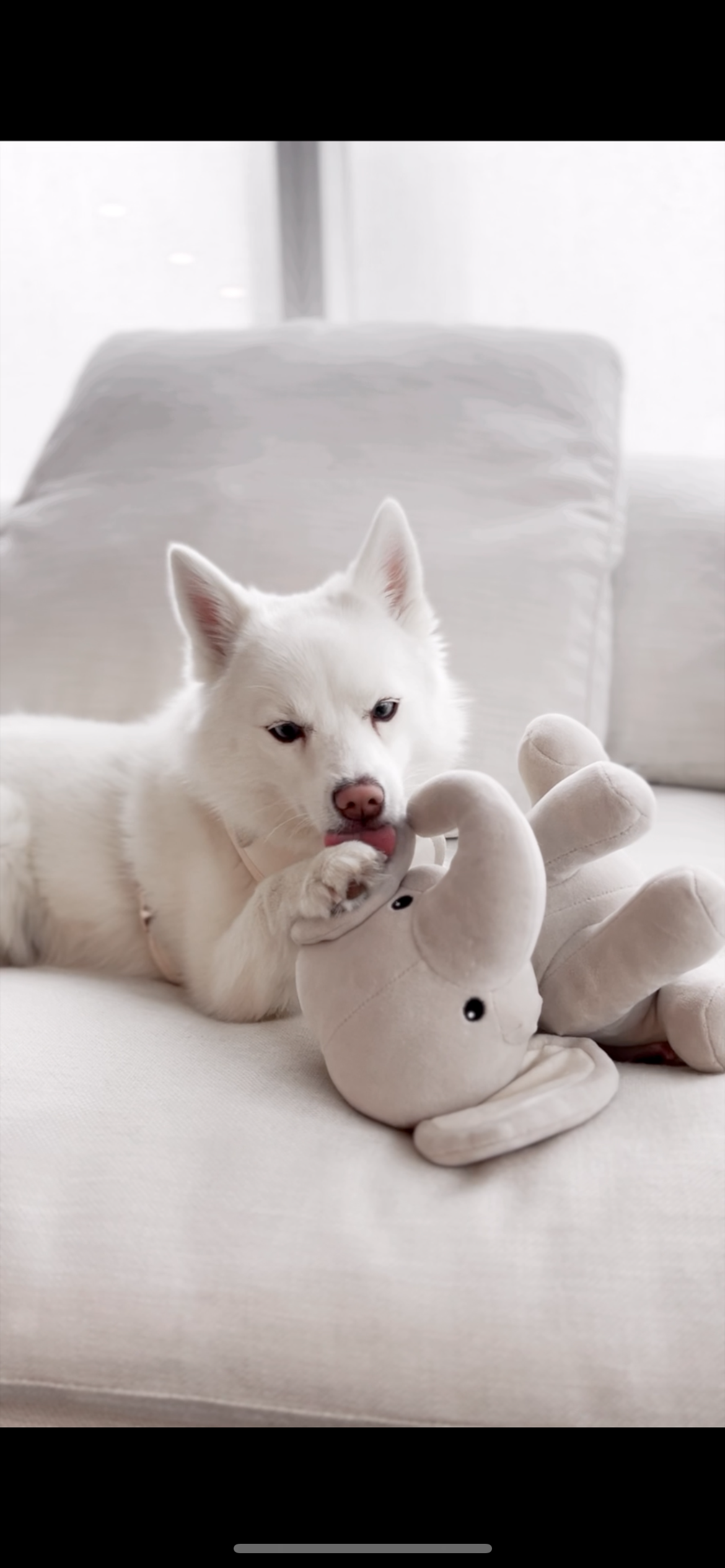 Ella Plushie - Pet Toy - Elise Galleria