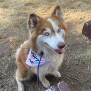 Dog Apparel Adopt Me Tie Dye Dog Bandana Best Seller Premium