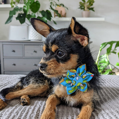 Cinco Fiesta Pinwheel Pet Collar Attachment - 2 Sizes