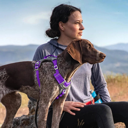 Purple K9 Outdoors Journey Air Dog Harness with reflective trim, padded mesh, and control handle on a brown dog.