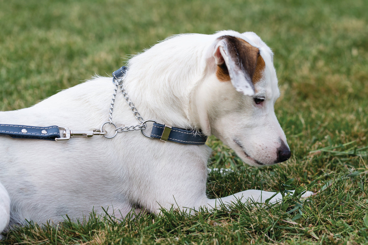 Martingale Blue Jeans Leather Dog Collar - Leather Dog Collar - Euro - Dog Collars and Leads