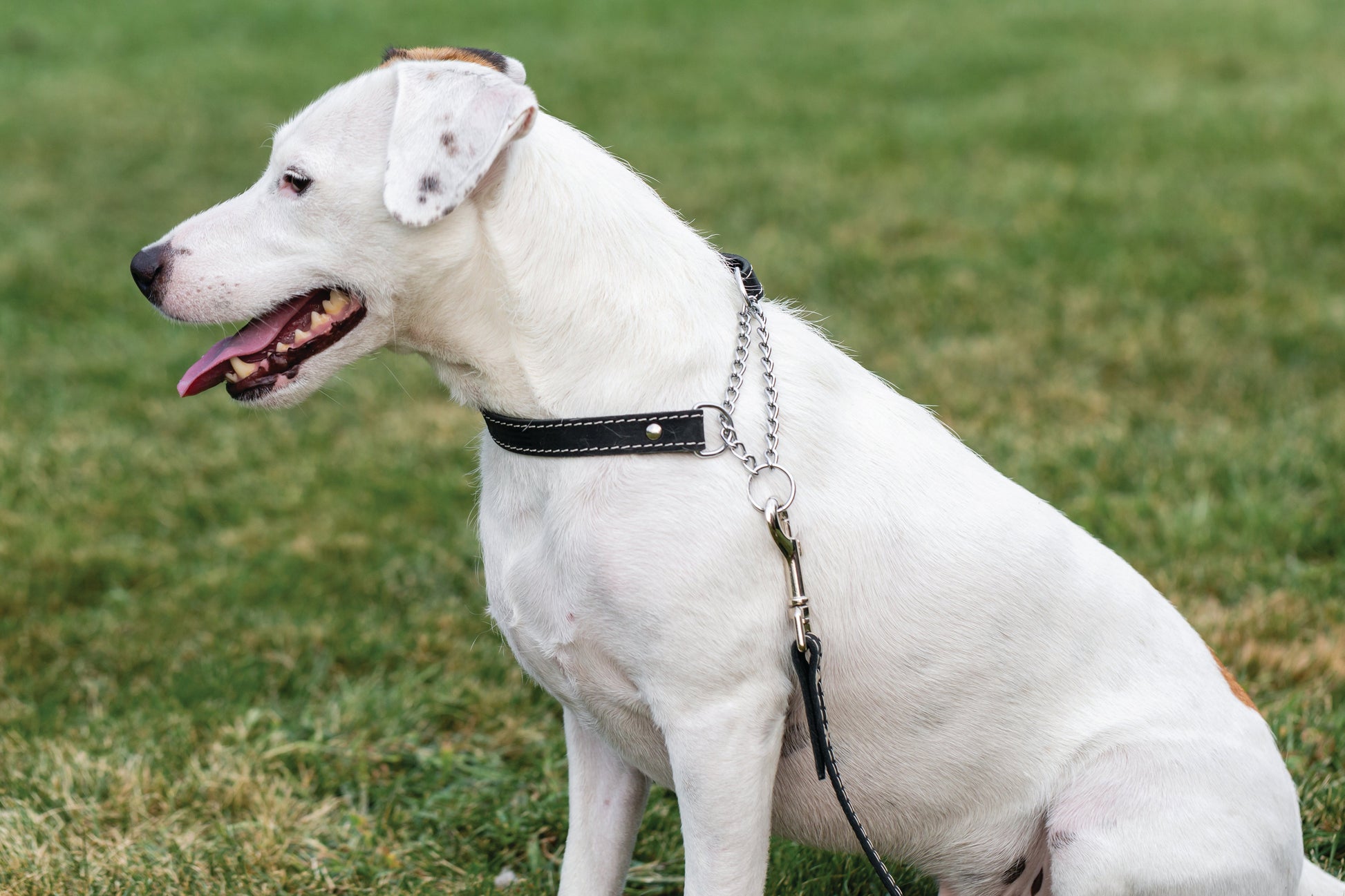 Martingale Midnight Black Leather Dog Collar - Leather Dog Collar - Euro - Dog Collars and Leads